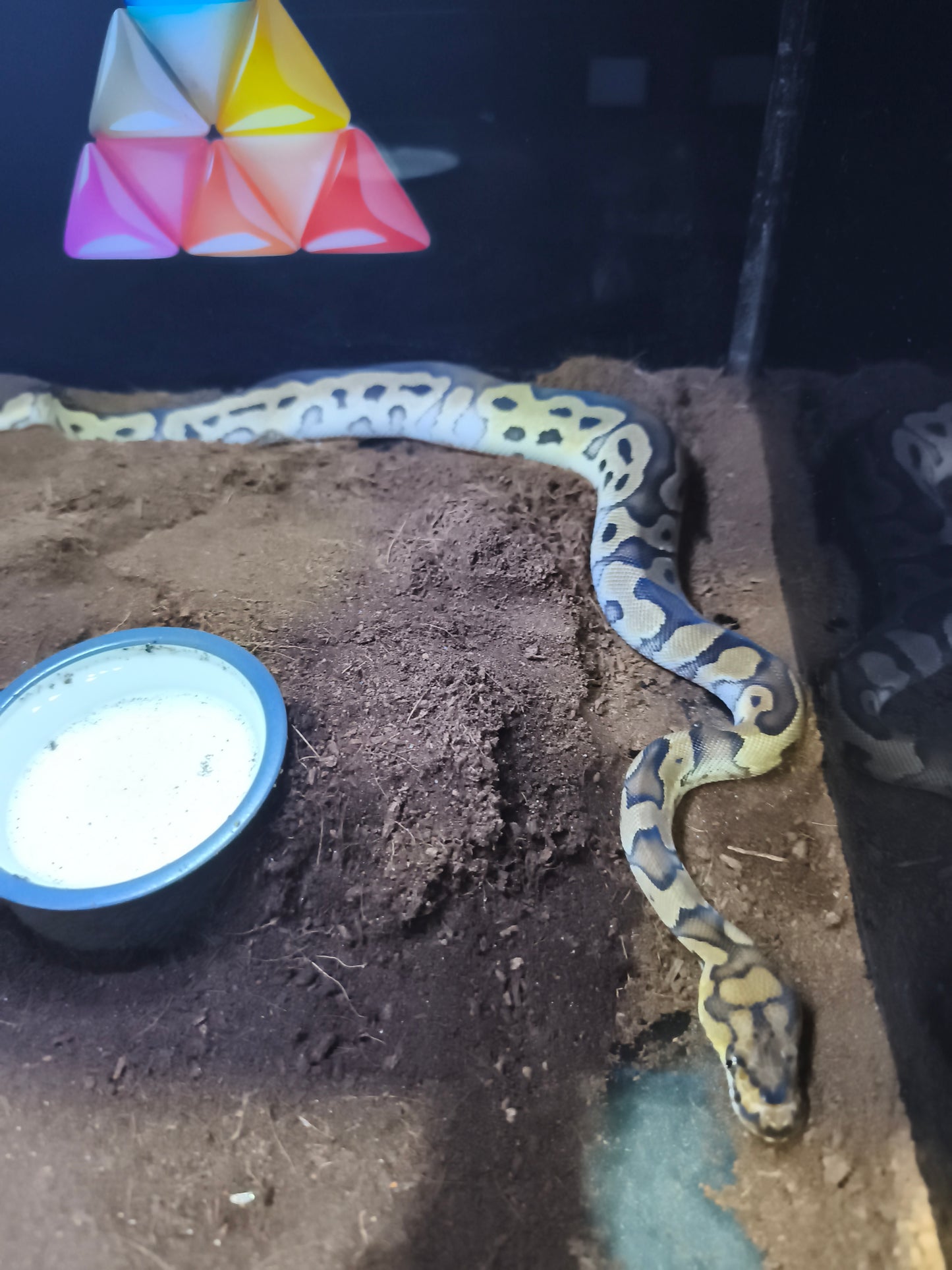 Ball Python Clown
