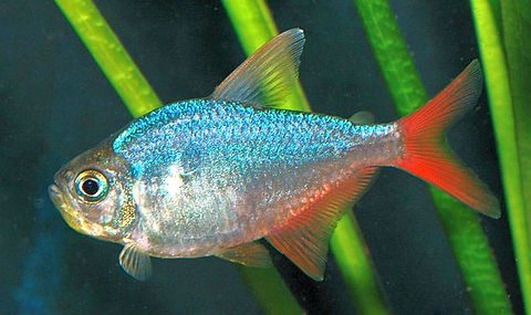 Tetra Colombiano Red-Blue - Moekhausia columbiana