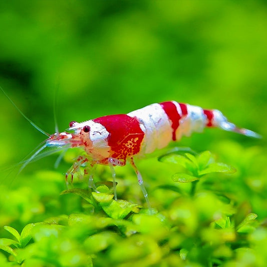 Camarão Caridina sp. Crystal Red