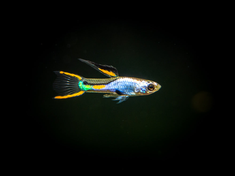 Guppy Endler Platinum Macho