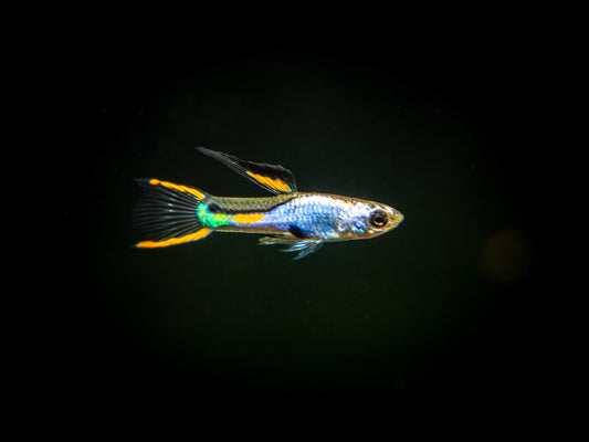Guppy Endler Platinum Macho