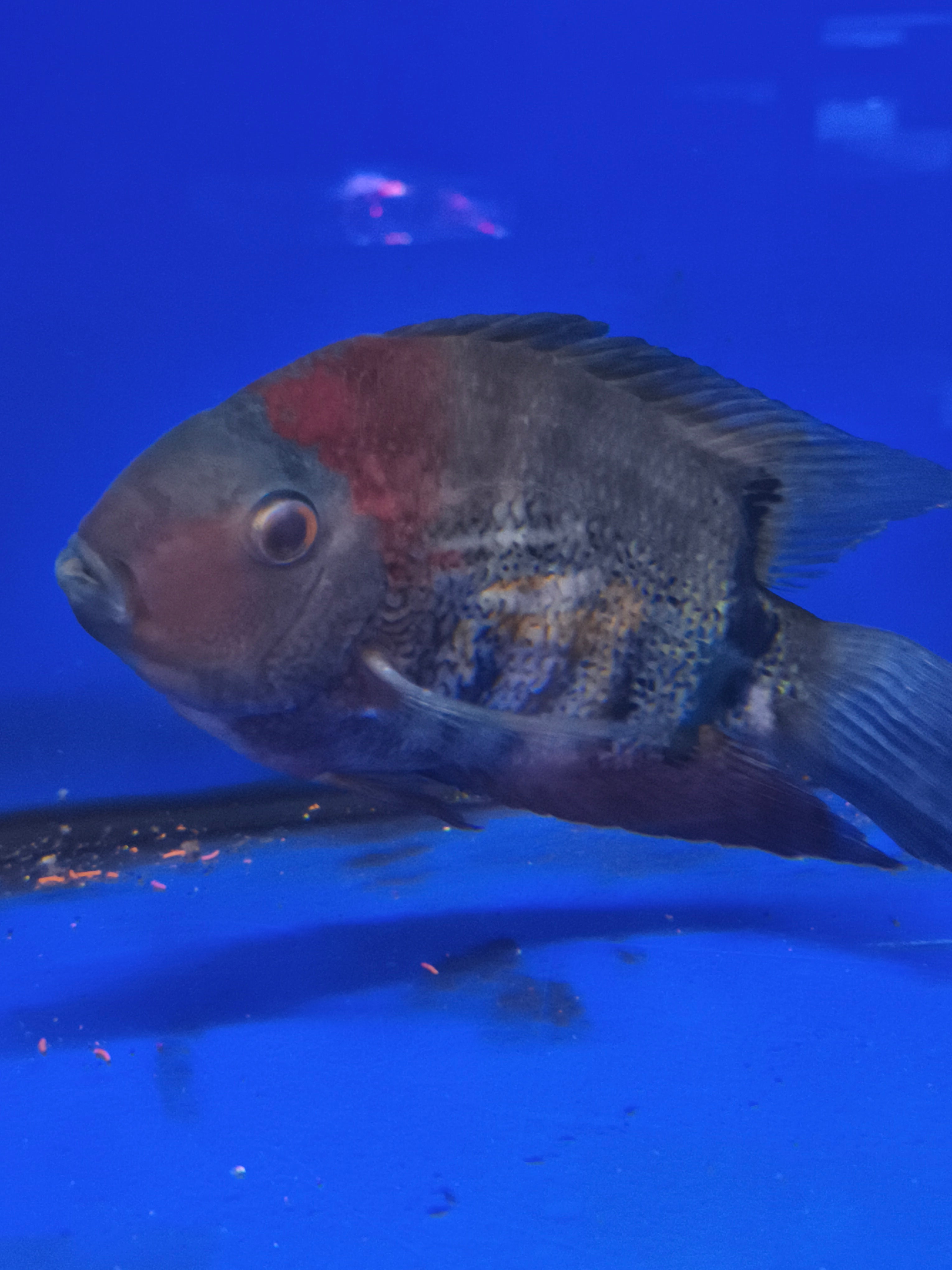 Heros cf. Efasciatus Red Shoulder Adulto – Jaspet