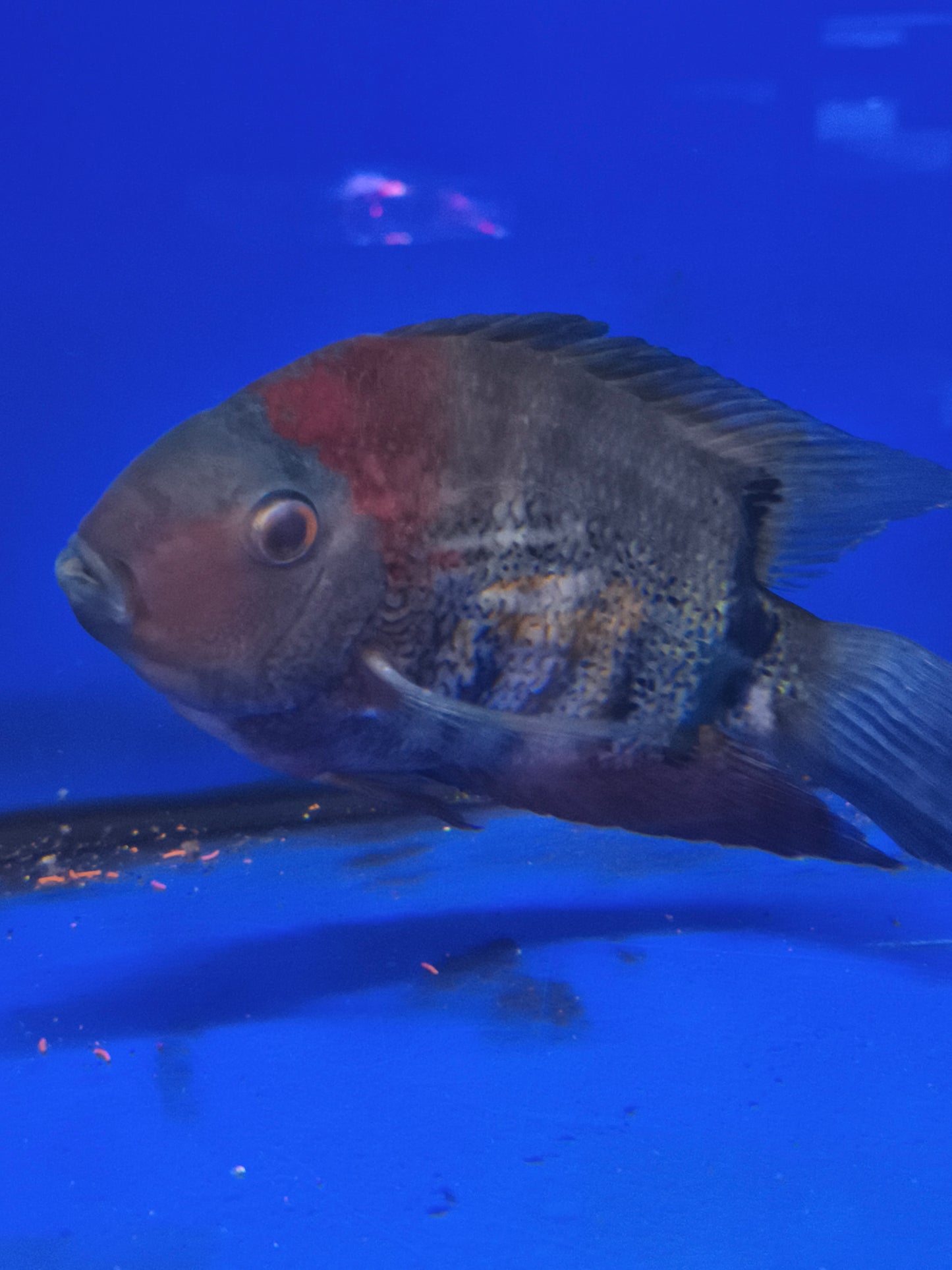 Heros cf. Efasciatus Red Shoulder Adulto