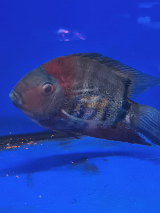 Heros cf. Efasciatus Red Shoulder Adulto