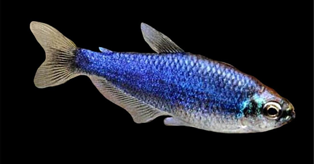 Tetra Imperador Super BLUE - Inpaichthys kerri