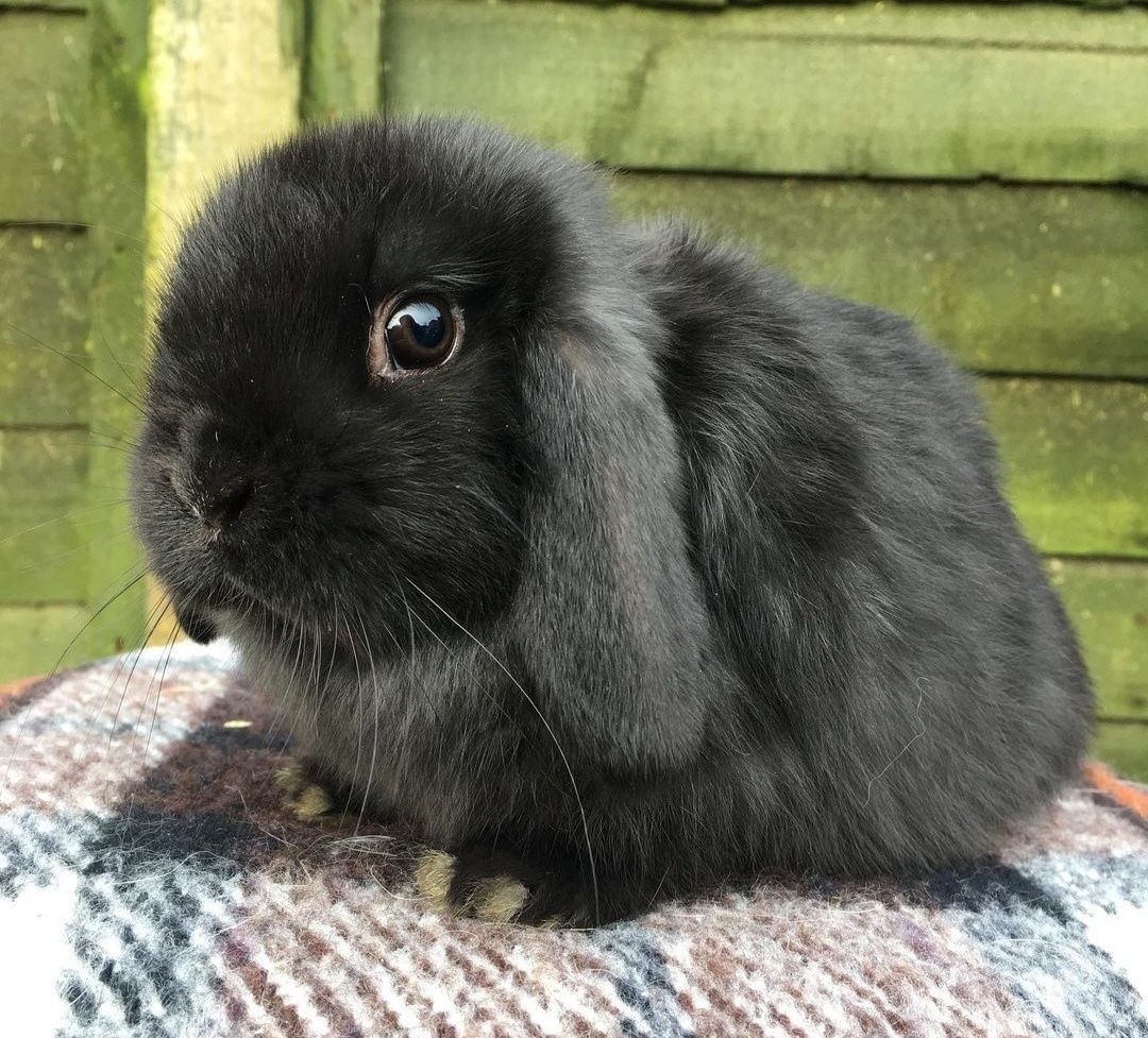 Coelho mini lop- orelhudo