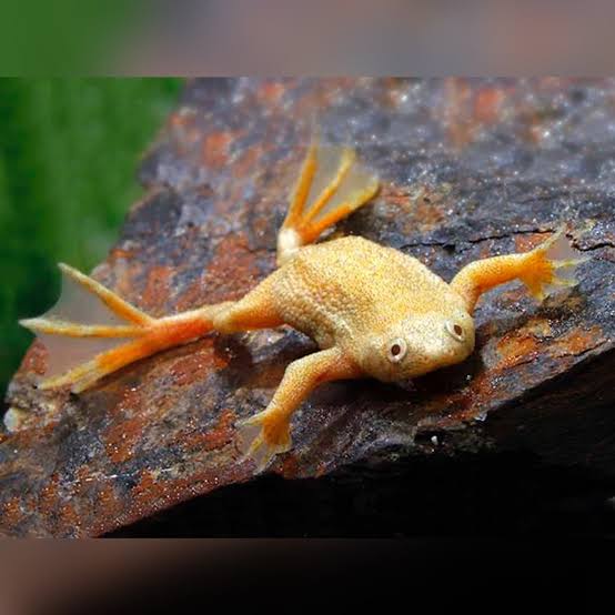 Rã Anã Africana (Hymenochirus curtipes)