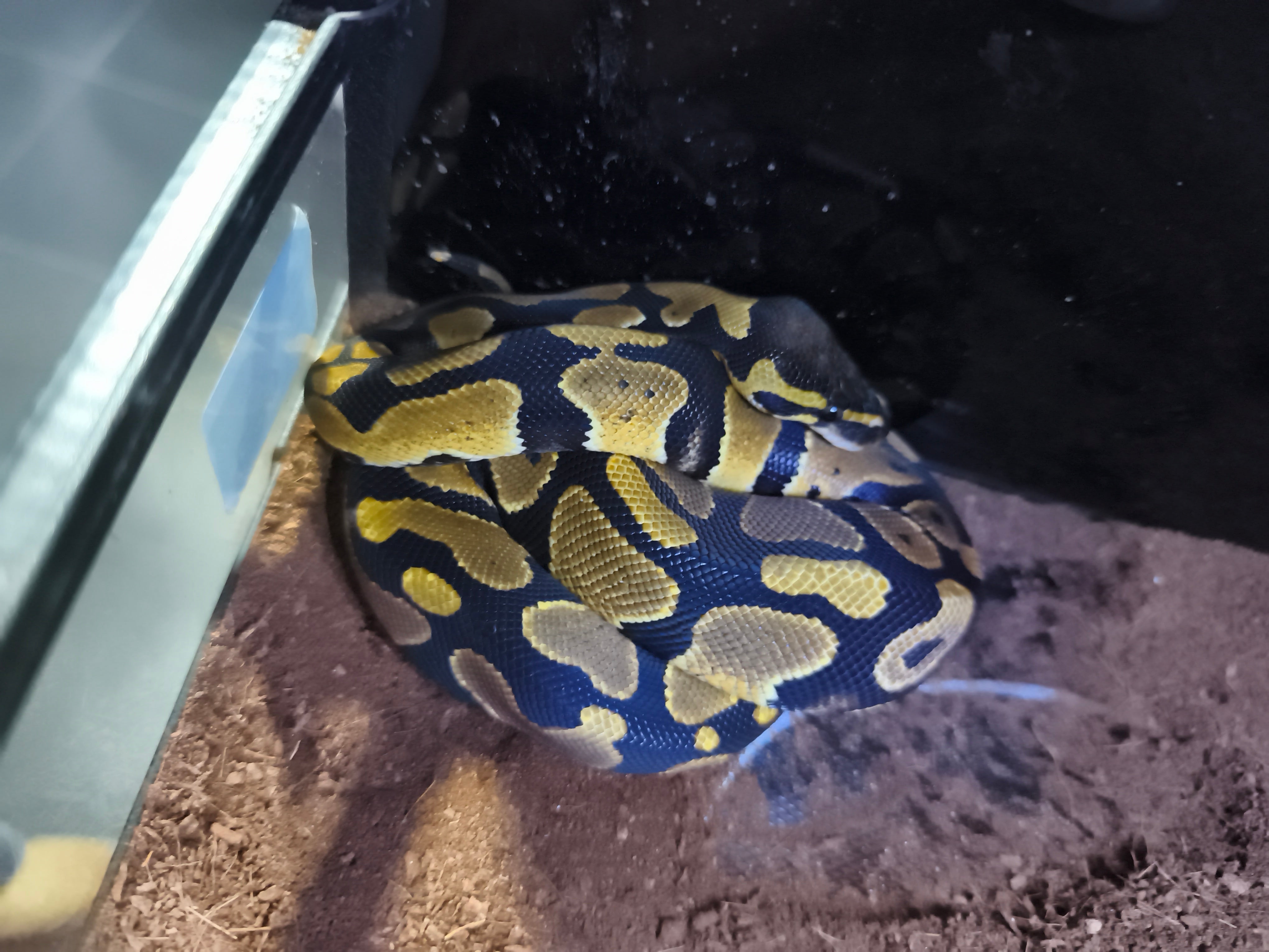 Ball Python nominal 1 – Jaspet