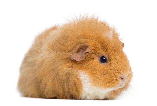 Porquinho da Índia Teddy inglês