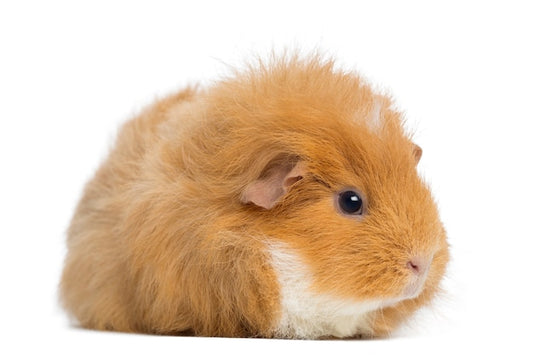 Porquinho da Índia Teddy inglês