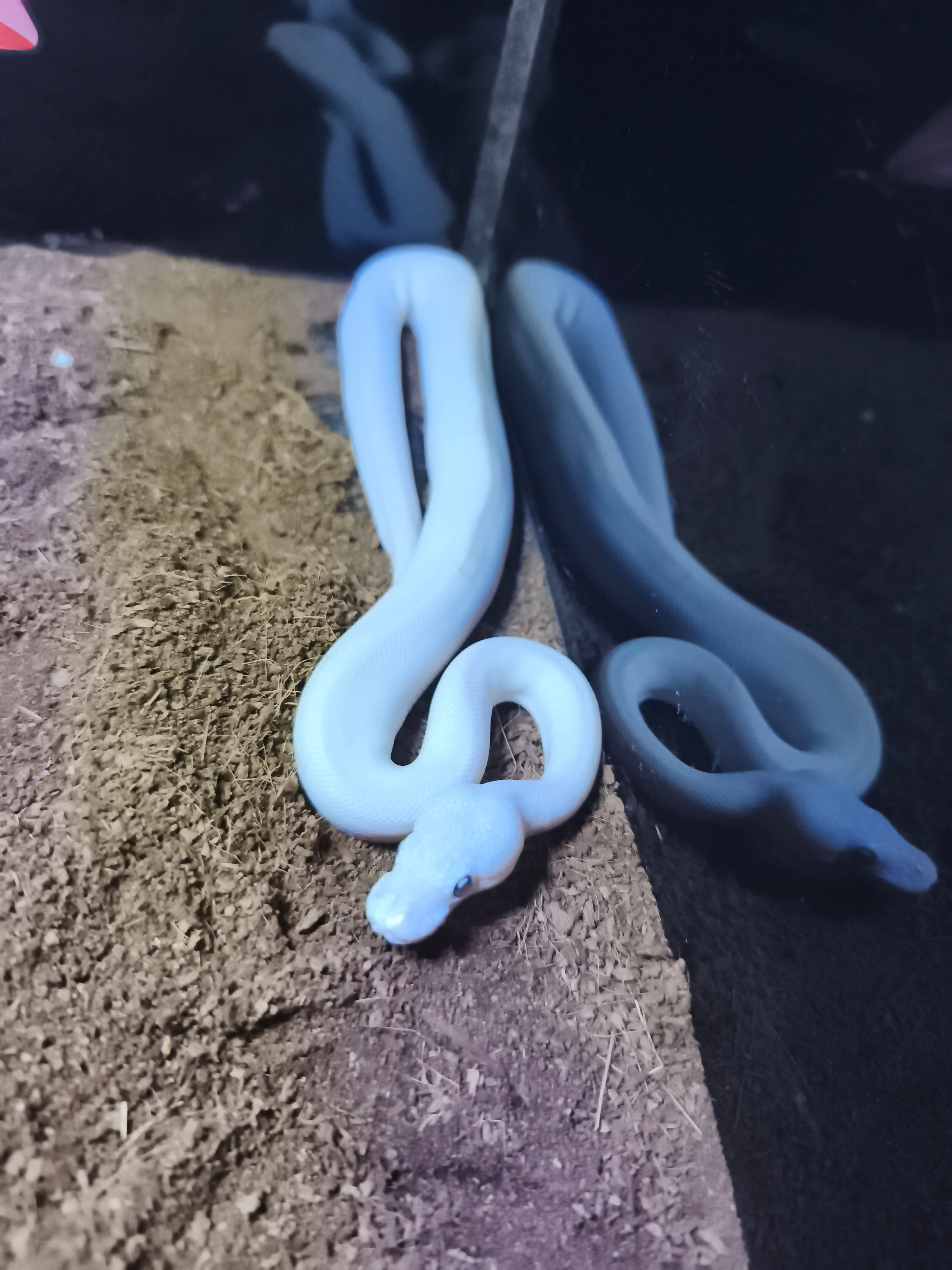 Ball Python BEL – Jaspet