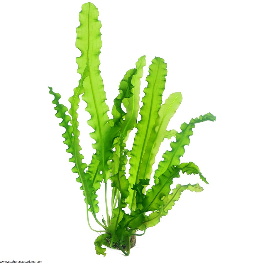 Aponogeton longiplumulosus