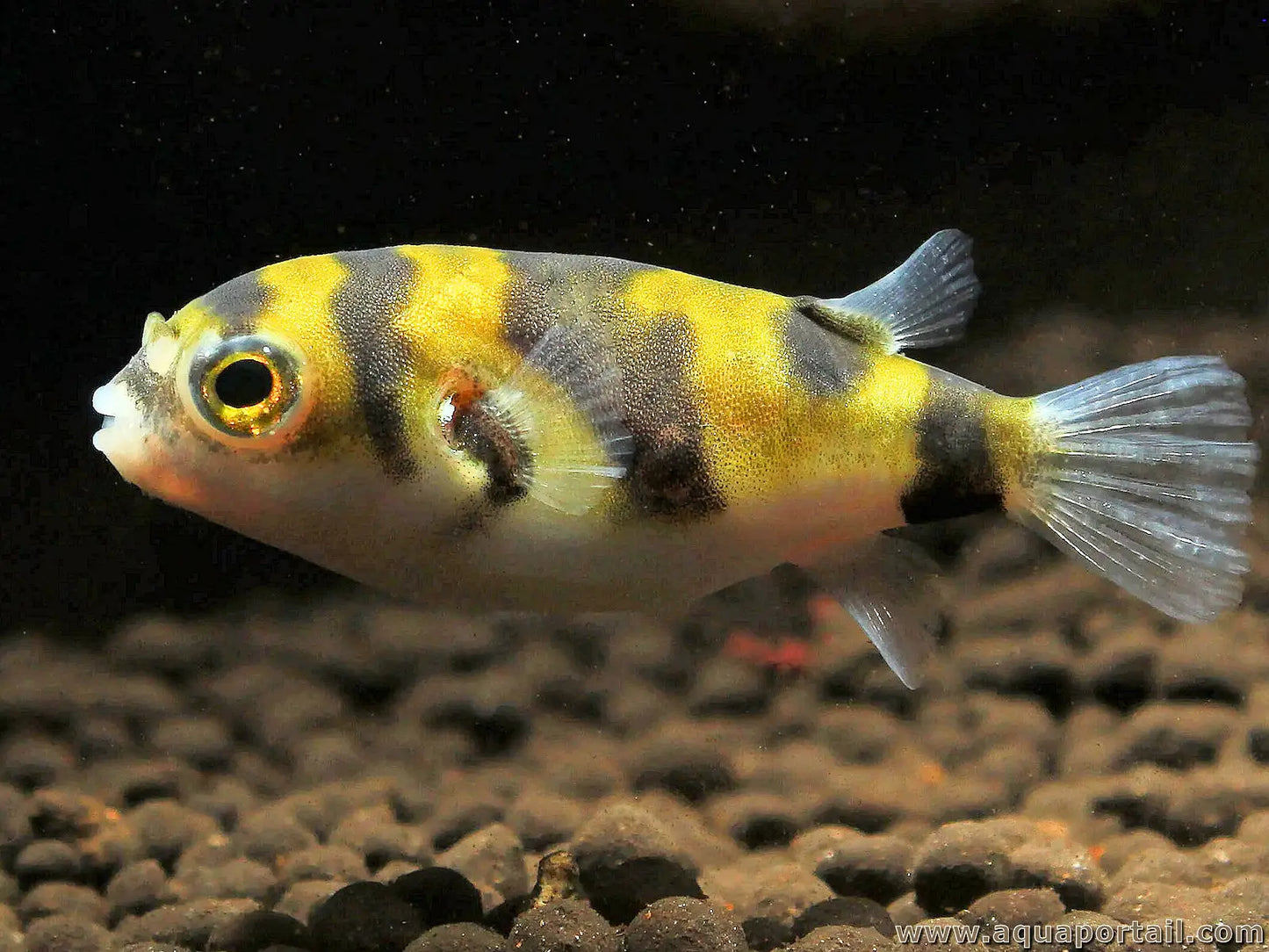 Peixe Balão Amazônico - Colomesus asellus