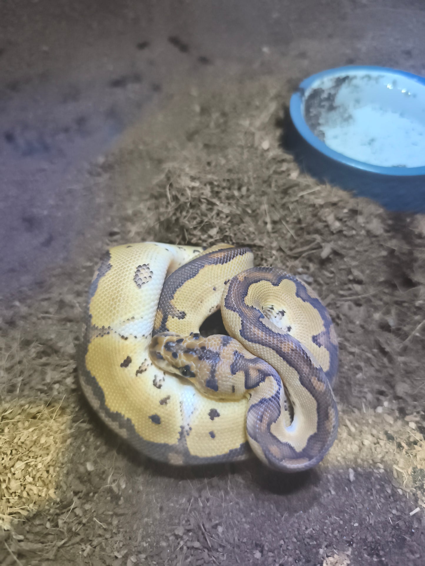Ball Python Special Clown