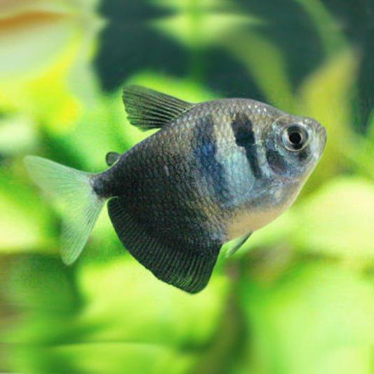 Tetra Viuvinha - Gymnocorymbus ternetzi