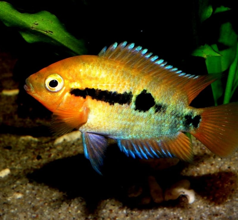 Ciclídeo Arco-Iris - Herotilapia multispinosa