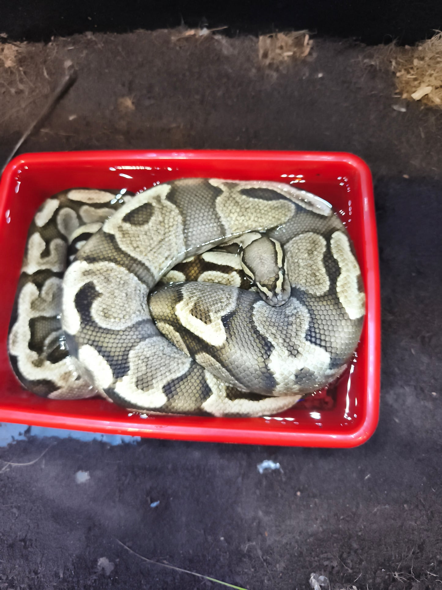 Ball Python ( Python regius)