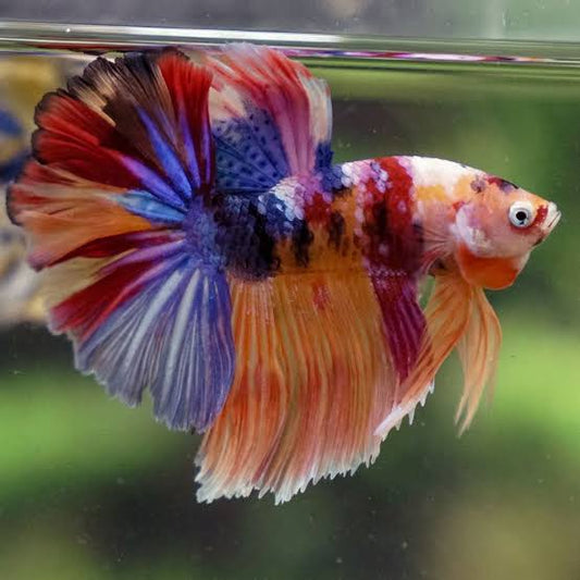 Betta Macho Halfmoon Koi