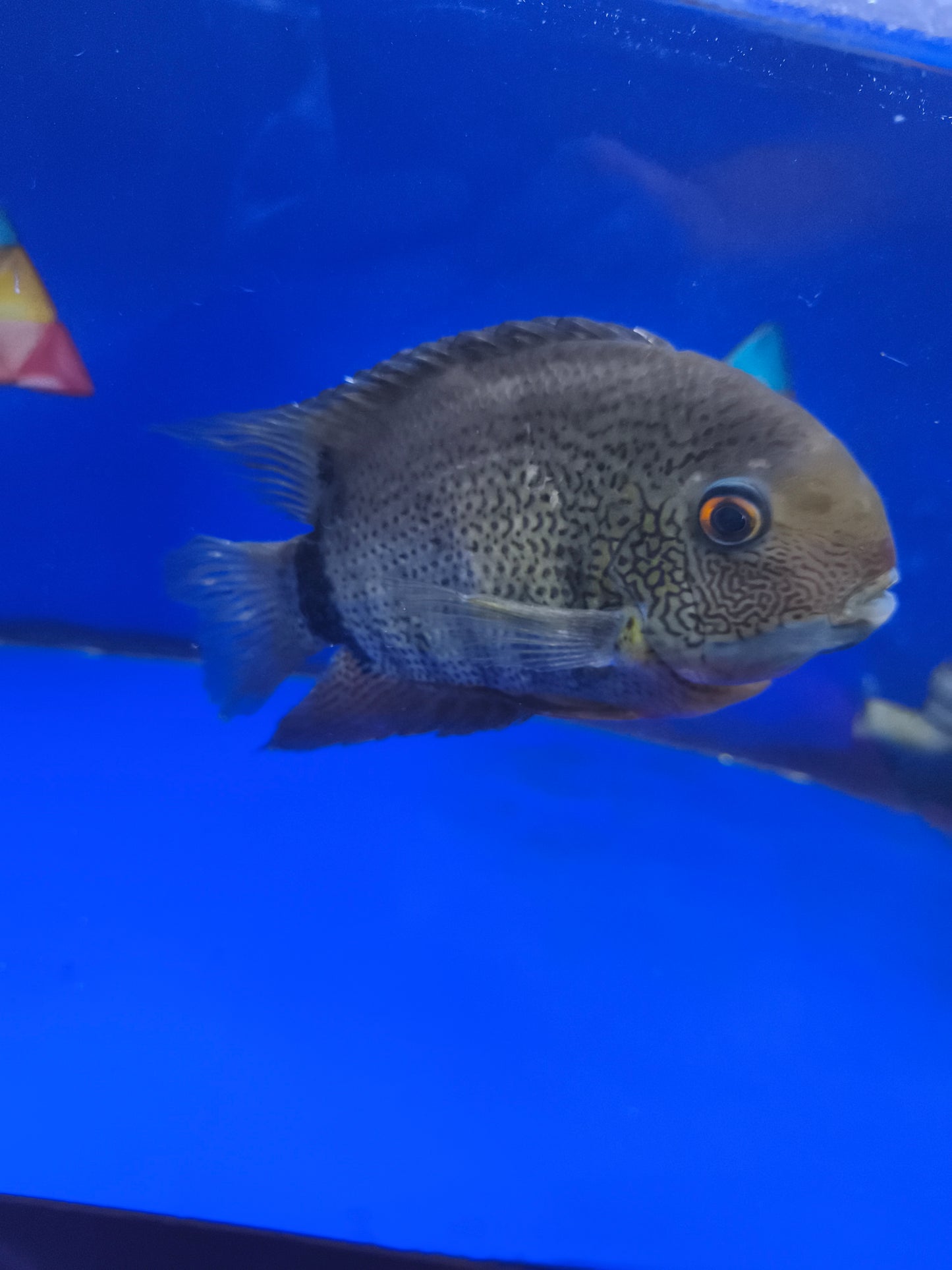 Heros cf. Efasciatus Adulto