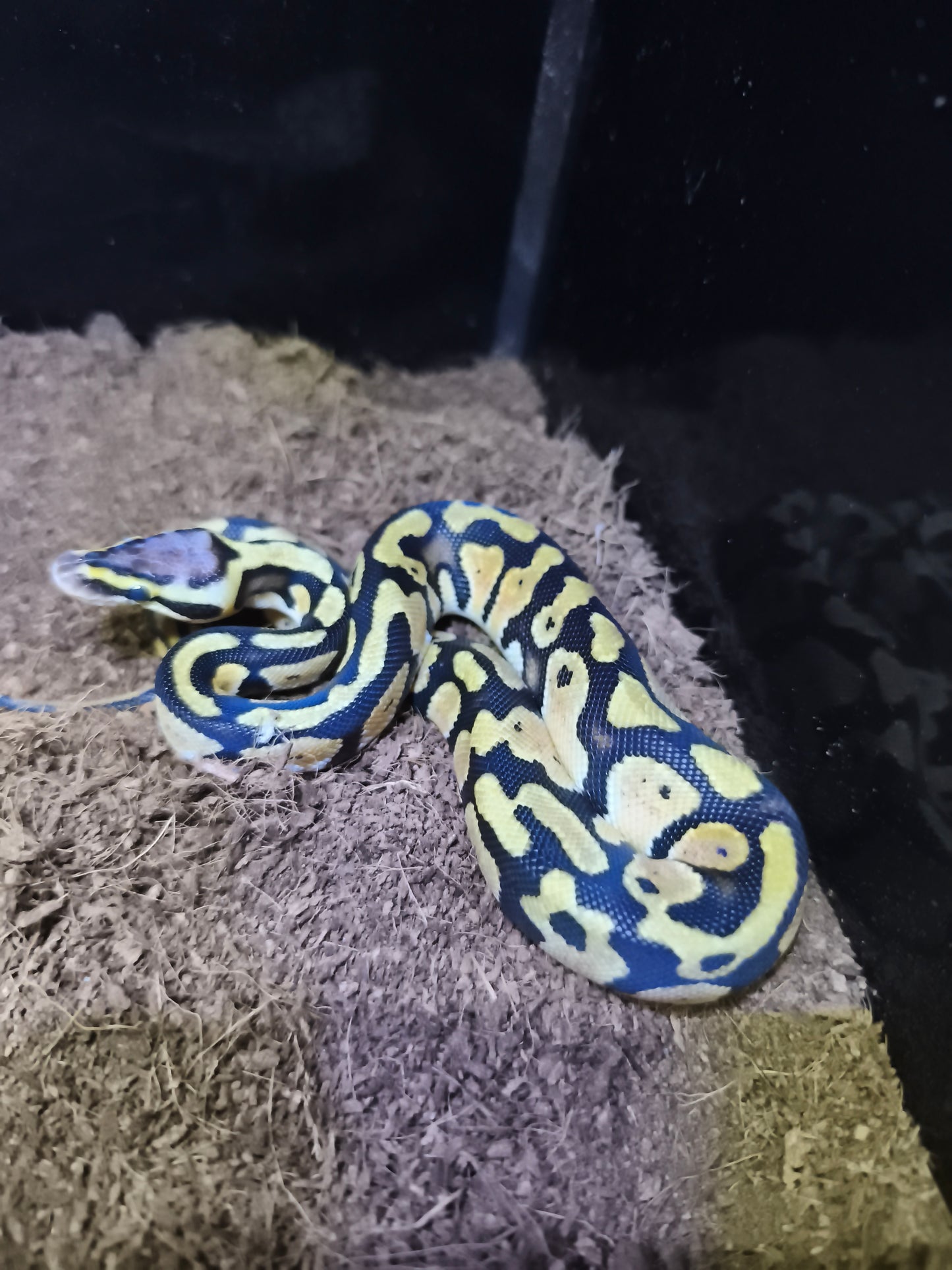 Ball Python Vanila Orange Dream het Clown