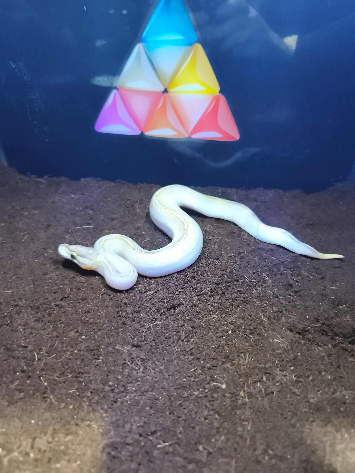 Ball Python Genetic Stripe Het pied