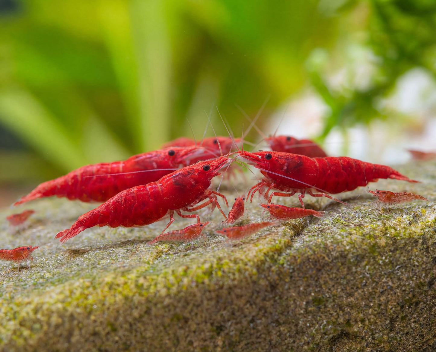 Neocaridina Red