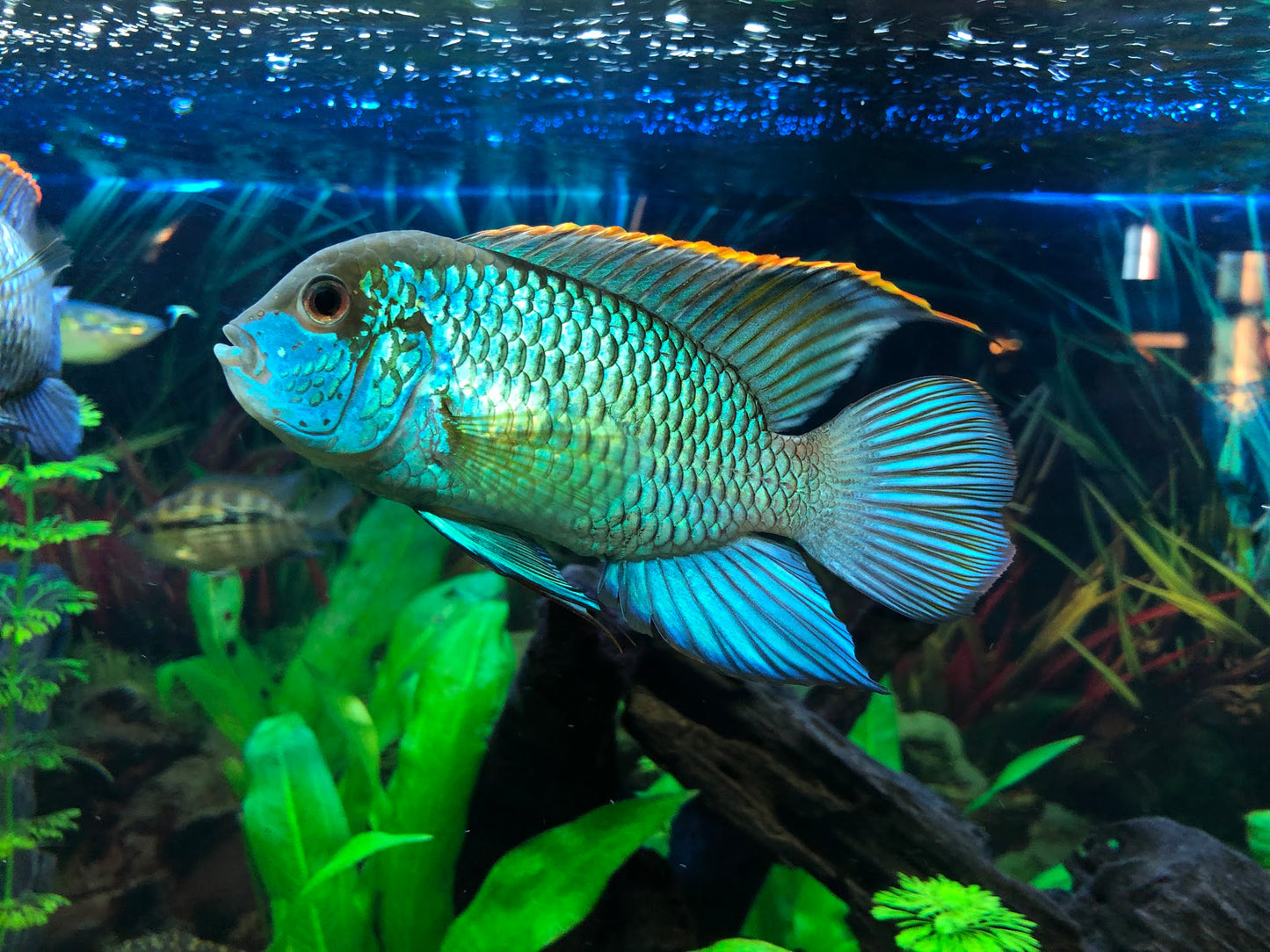 Acará Neon Blue - Andinoacara pulcher