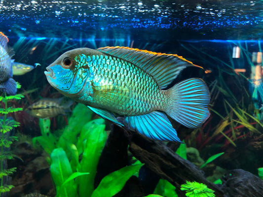 Acará Neon Blue - Andinoacara pulcher