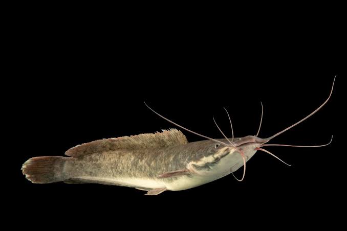 Peixe Gato Africano - Clarias gariepinus