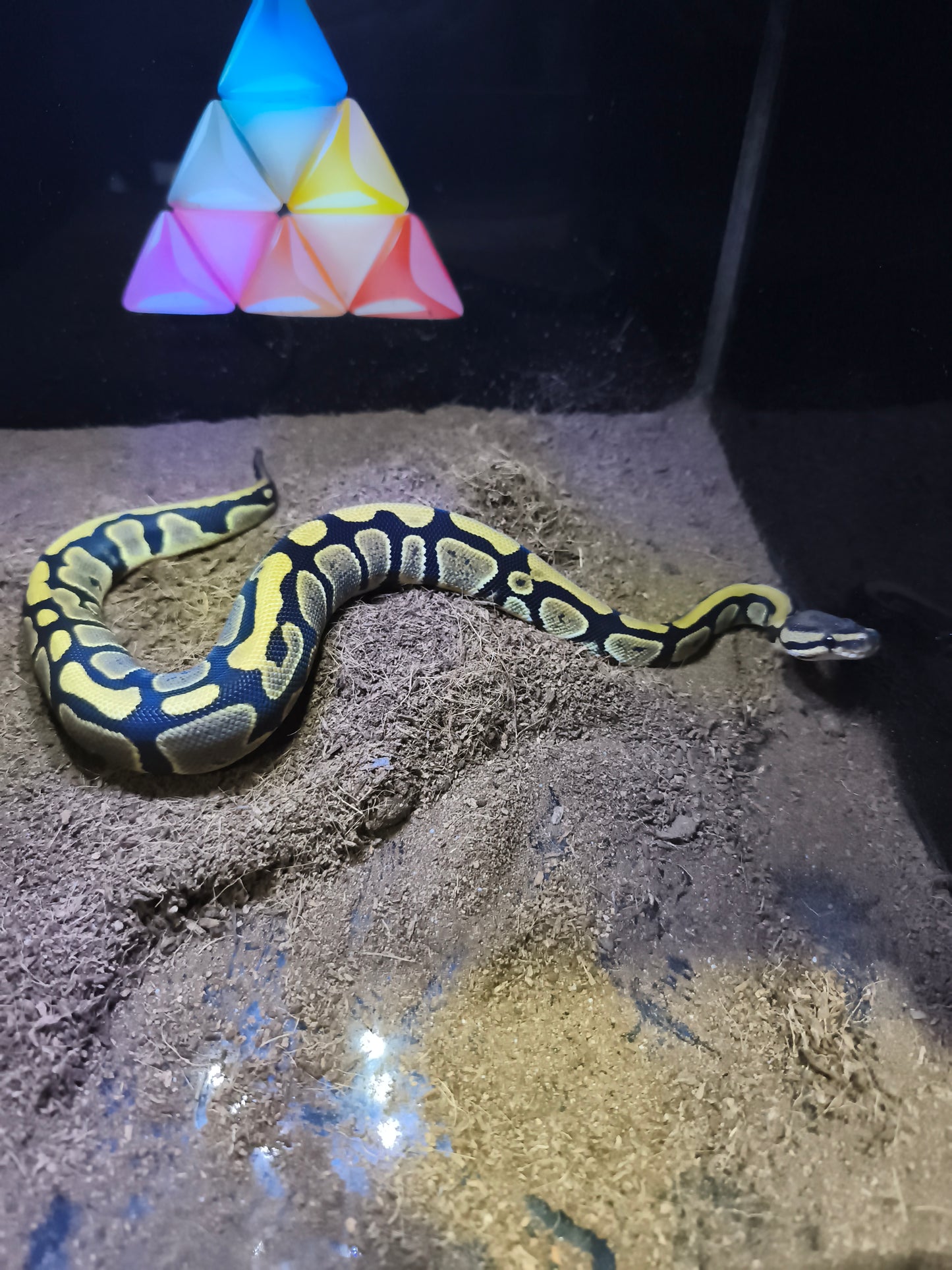 Ball Python Nominal Het. Lav.Pied
