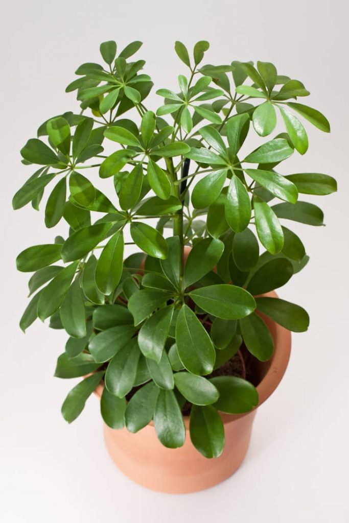 schefflera gold capella