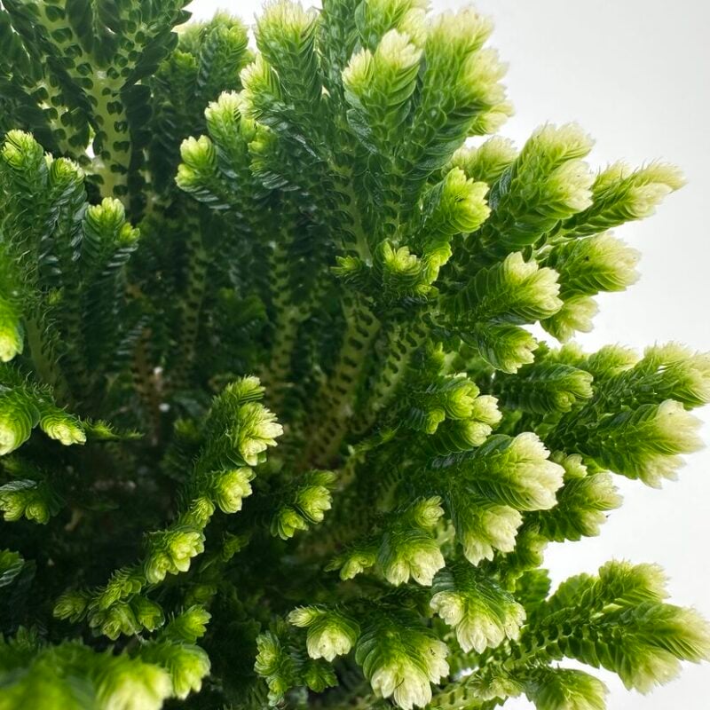 Selaginella jori