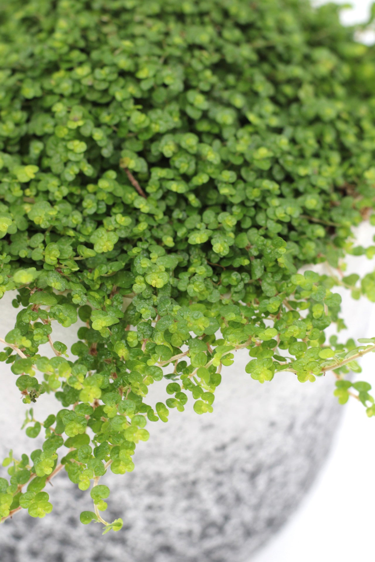 Soleirolia green