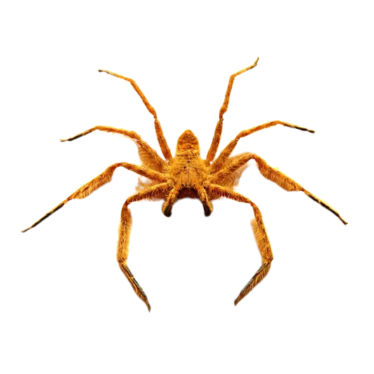Heteropoda davidbowie