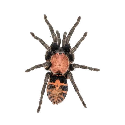 Davus pentaloris (XS)