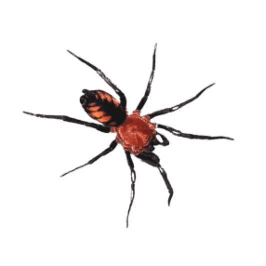 Diplura sanguinea (XS)