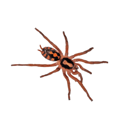 Hapalopus formosus