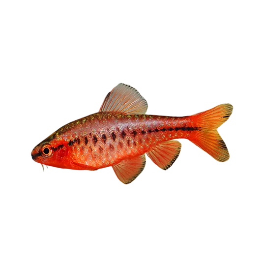 Barbus Capoeta titteya (Puntius titteya)