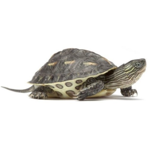 Tartaruga Mauremis Sinensis (Ocadia Sinensis) CITES 26PTLX00003N