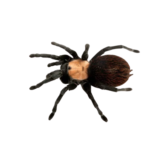 Brachypelma albiceps (M)