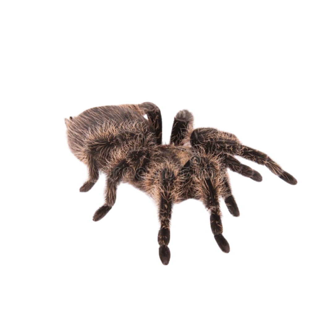 Brachypelma albopilosum (M)