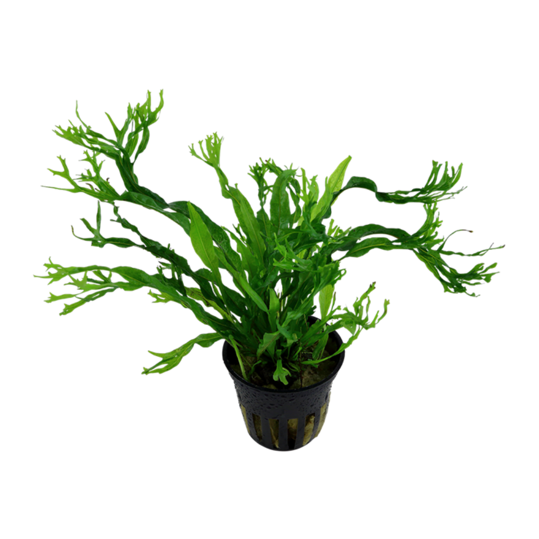 Microsorum Windeløv