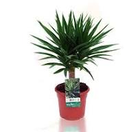 Yucca Elegans